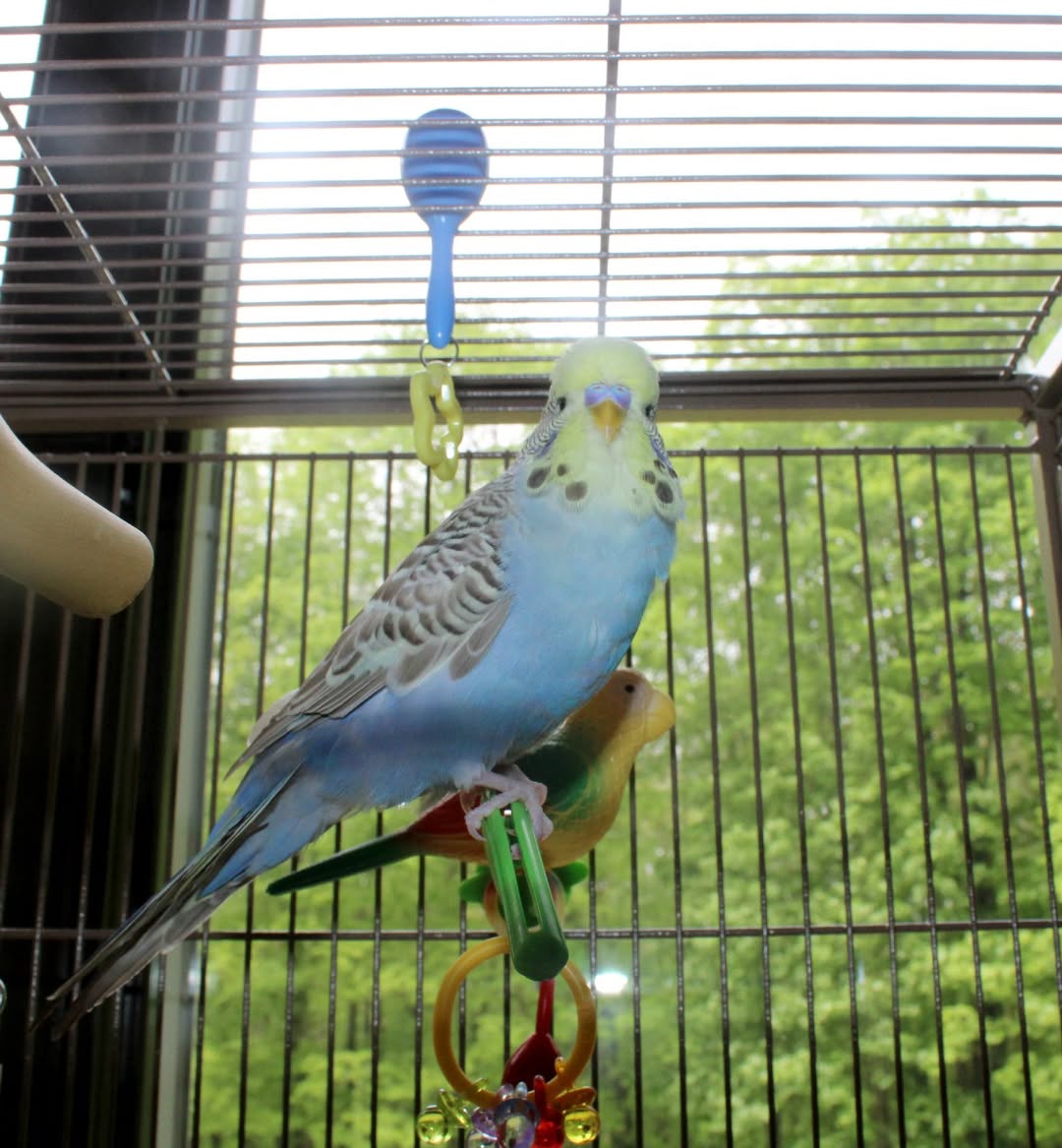 Budgie chirping vocalising on perch UK
