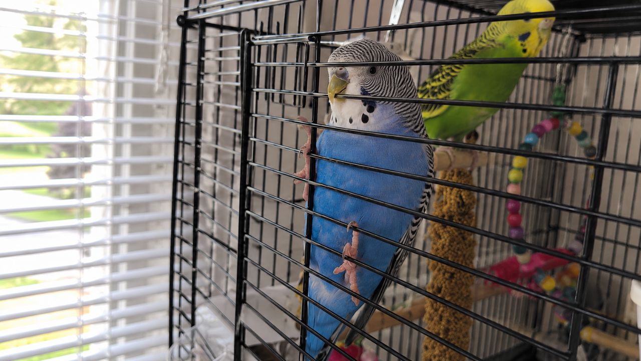 Budgie climbing cage bars UK