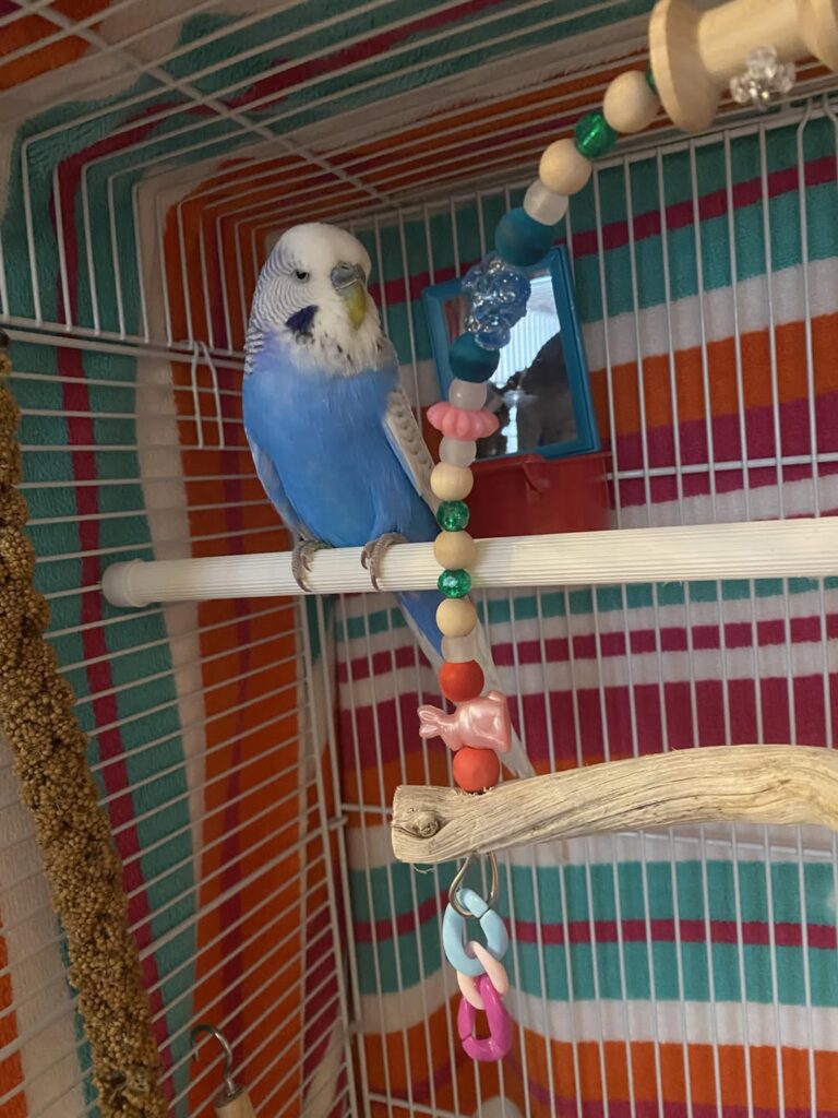 Budgie climbing cage bars repetitive UK