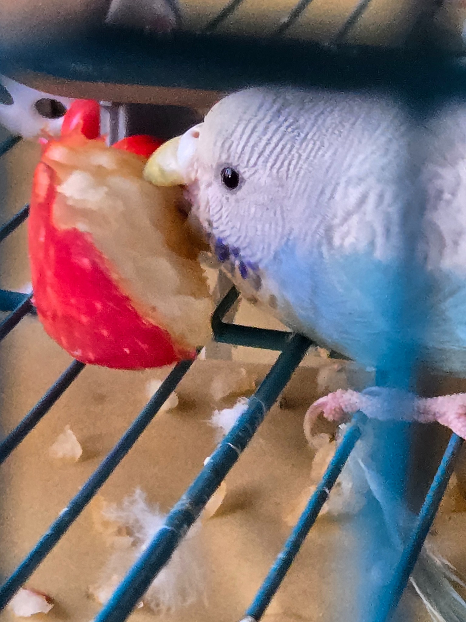 Budgie eating apple slice safely UK home cage treat