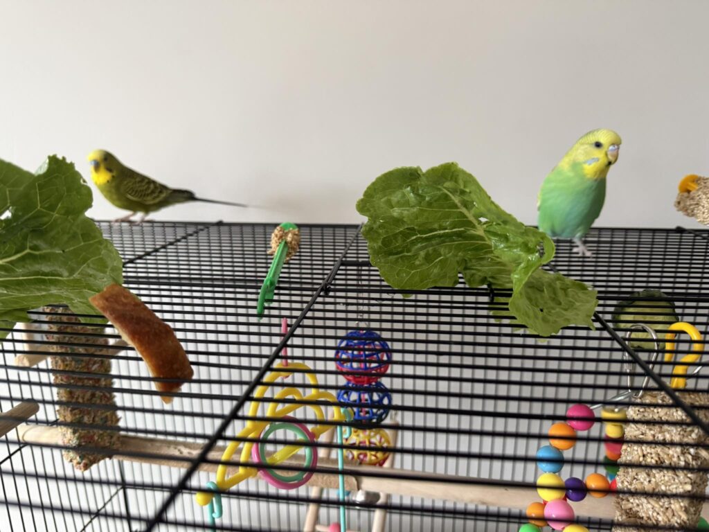 Budgie eating fresh fruit treat UK