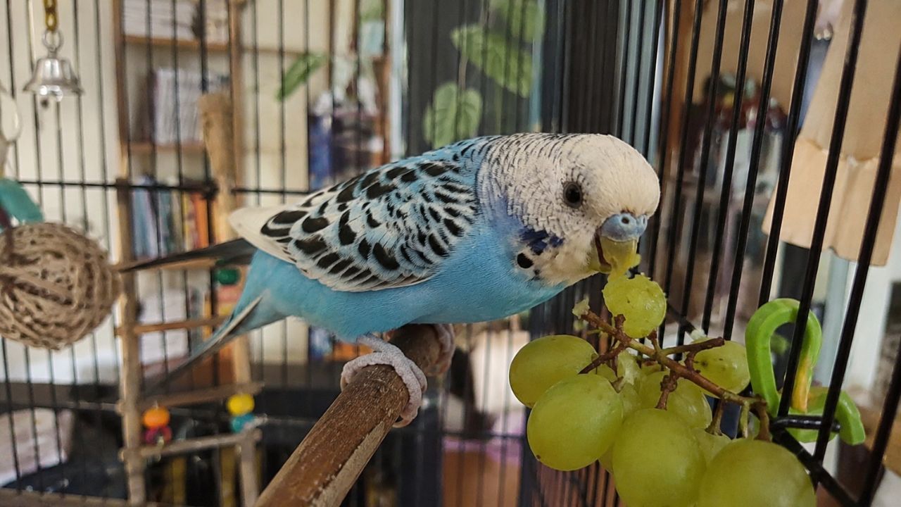 Budgie eating grapes fruit UK