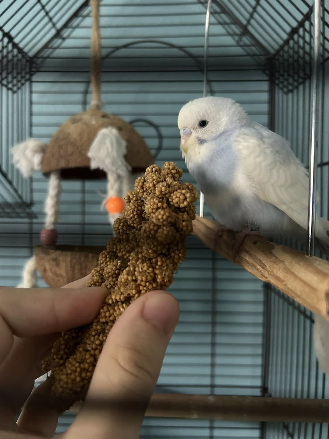 Budgie eating millet seed crop adjustment yawning normal behaviour UK