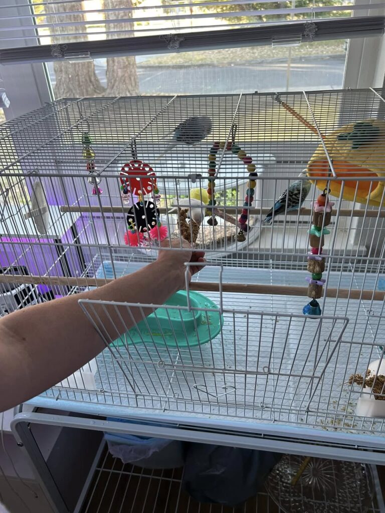 Budgie enriched cage natural perches toys UK