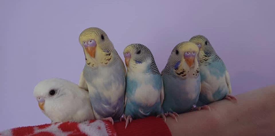  Budgie family home living room children UK