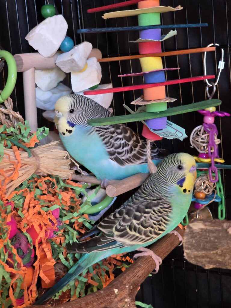 Budgie foraging puzzle toy seeking hidden treats UK
