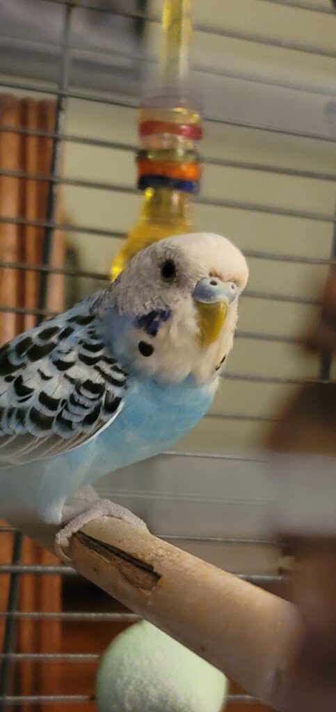  Budgie healthy diet variety Paradise Pets Swindon 