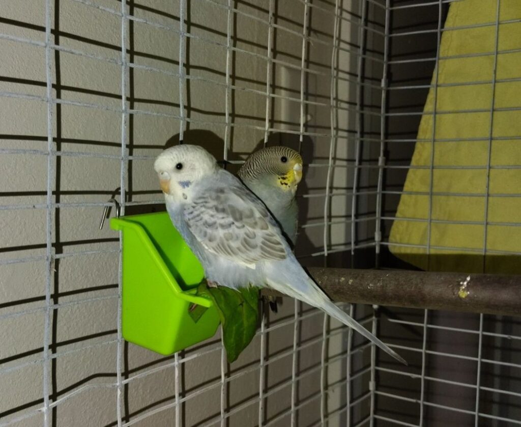 Budgie healthy greens in cage Paradise Pets Swindon