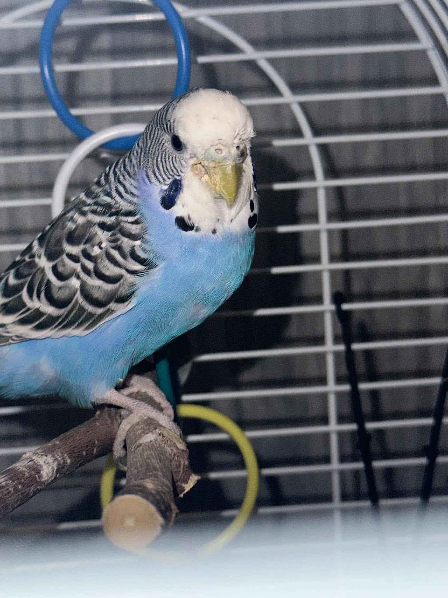 Budgie healthy smooth cere no mite UK pet bird