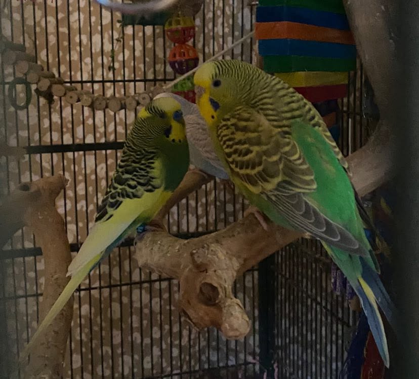 Budgie healthy thriving large cage UK long lifespan welfare