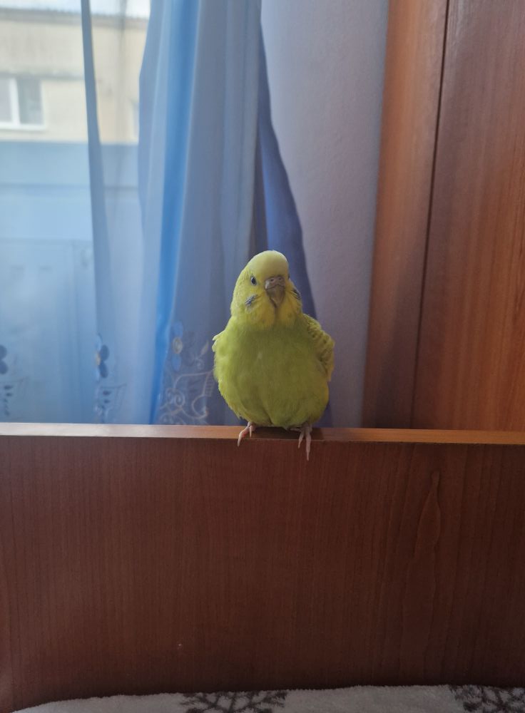 Budgie healthy weight held gently UK owner.