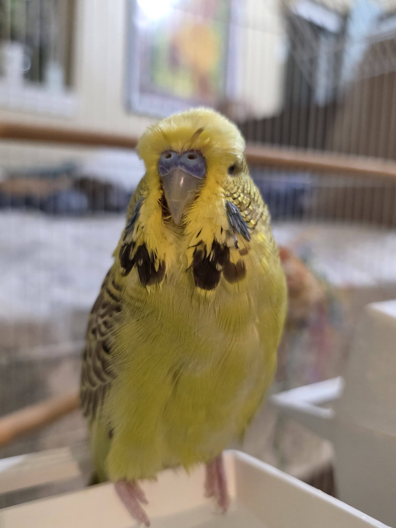 Budgie heat stress signs open beak UK
