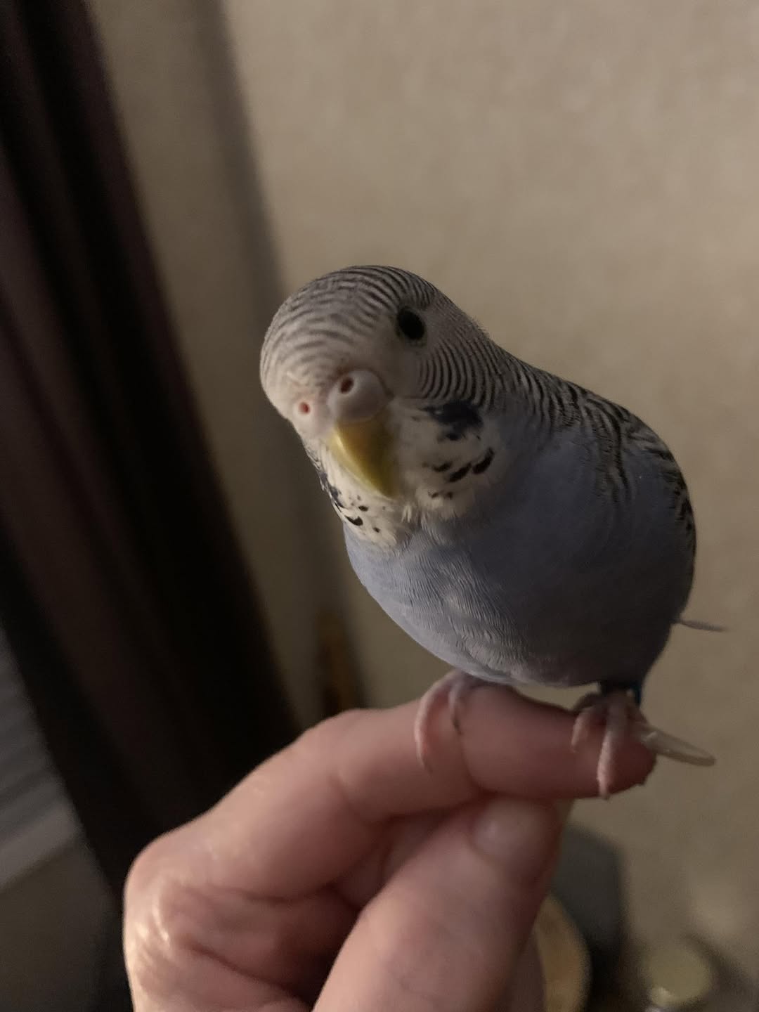 Budgie hormonal courting mirror behaviour