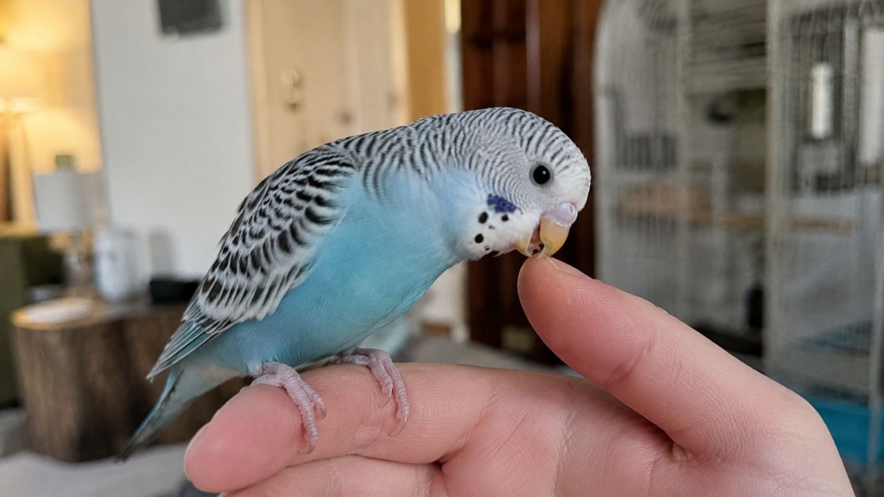 Budgie licking nibbling owner finger UK