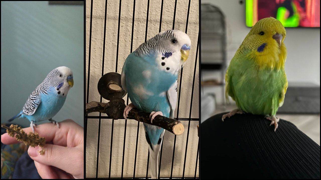 Budgie lifespan UK why dying young