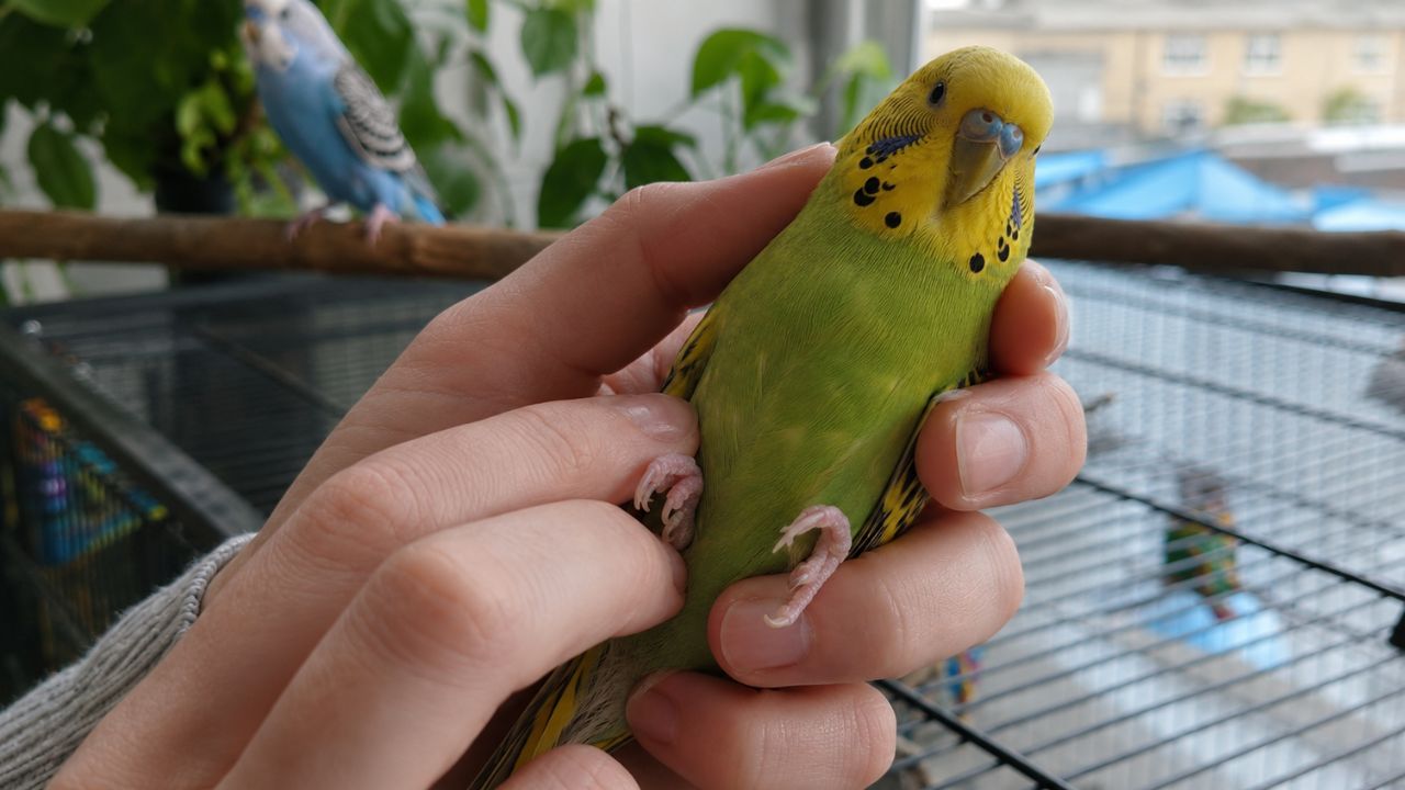 Budgie losing weight keel check UK owner