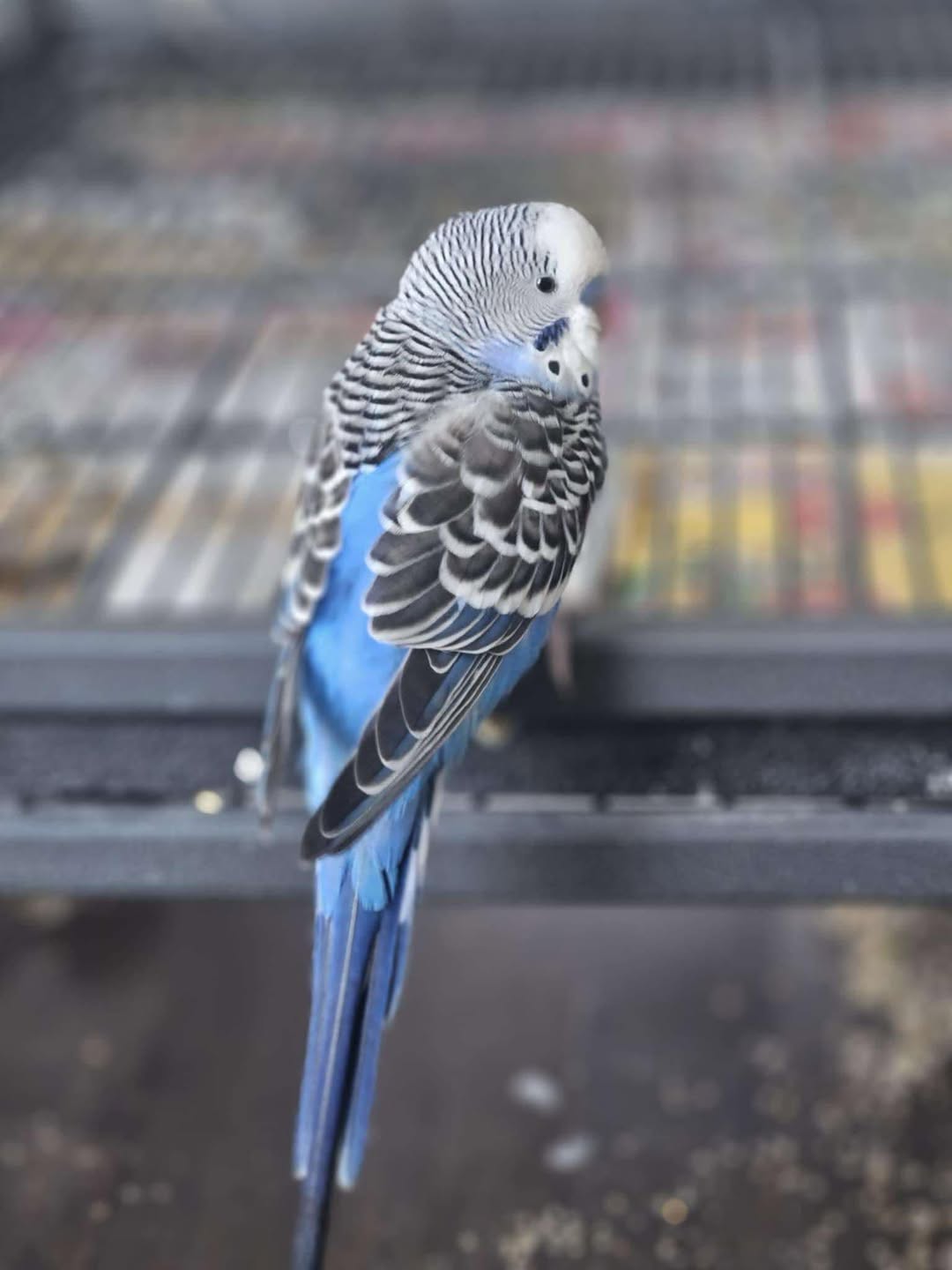 Budgie mirror aggression research