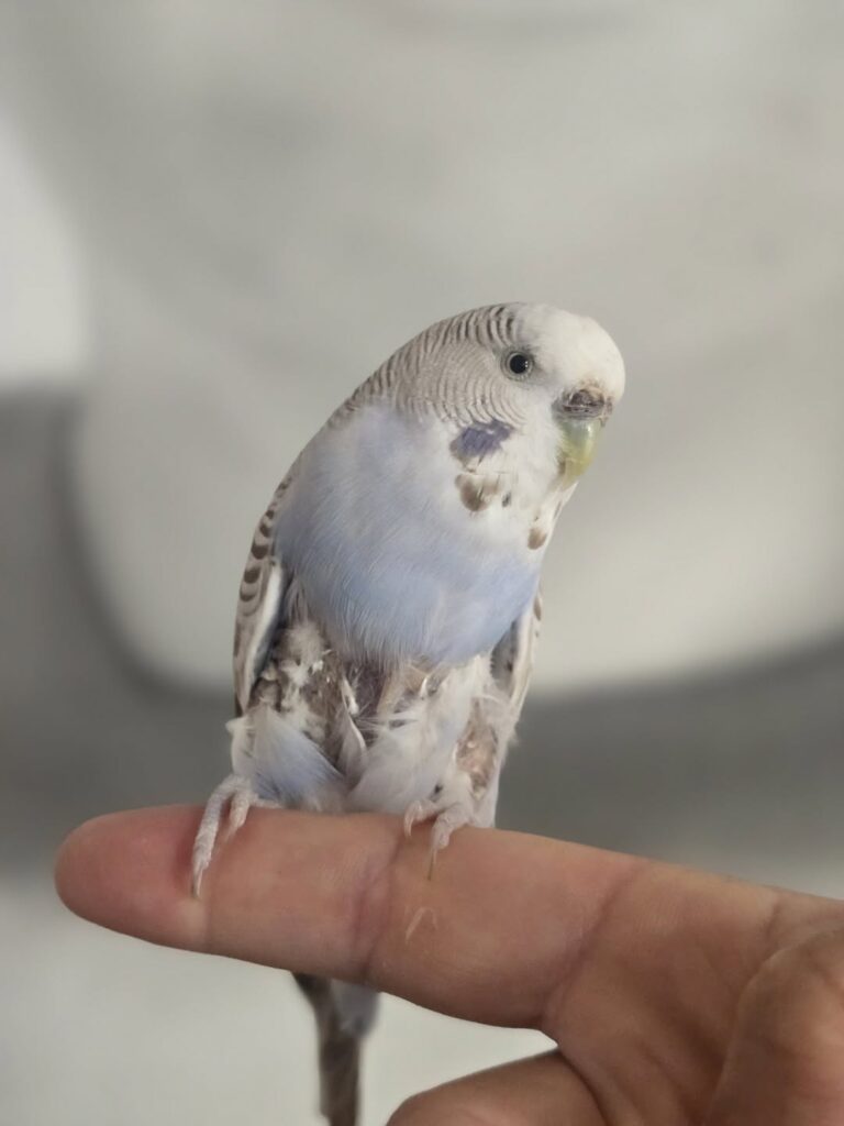 Budgie moulting pin feathers cage floor UK