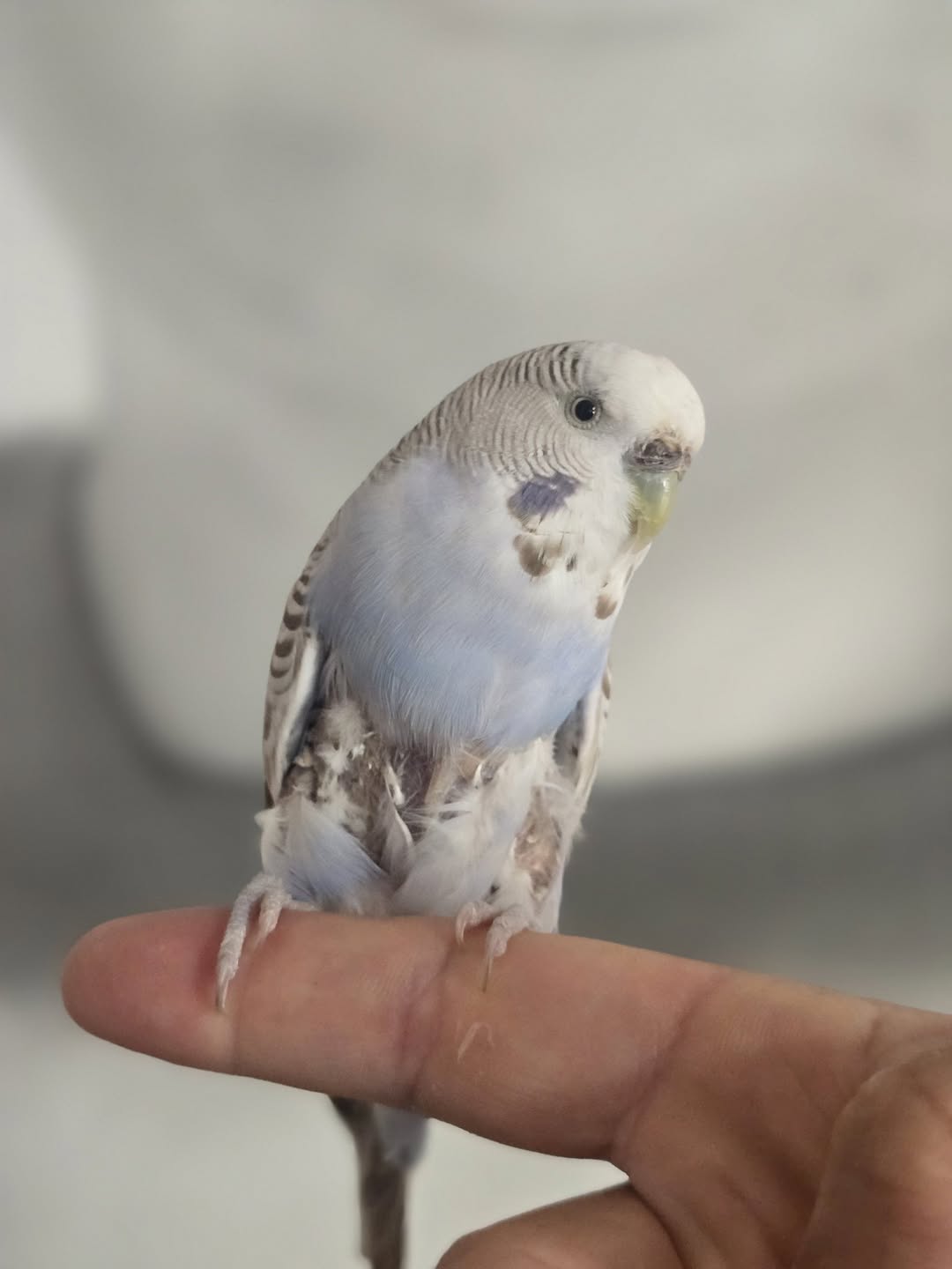 Budgie moulting pin feathers summer UK home