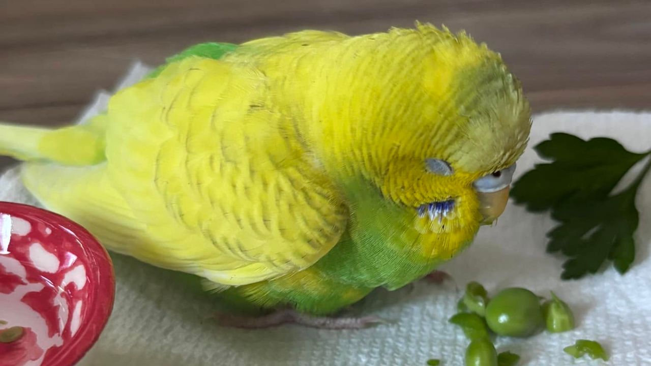 Budgie not eating emergency guide UK