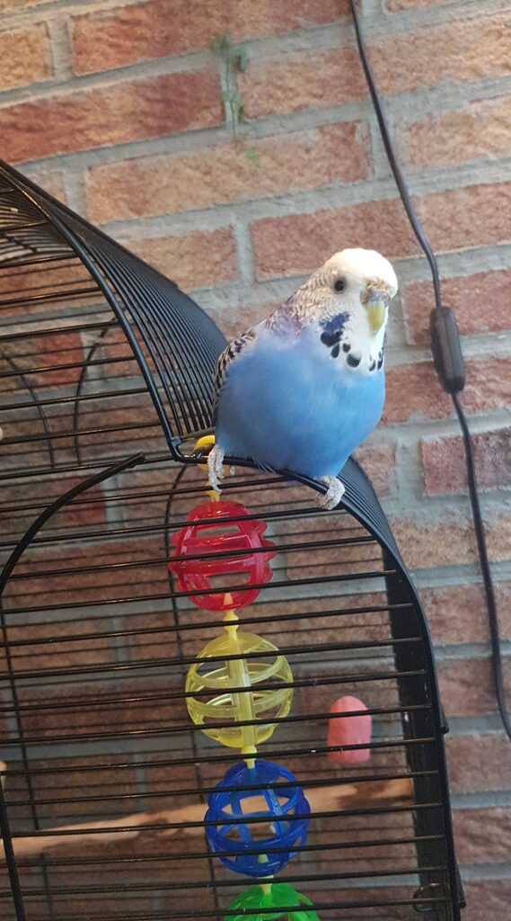Budgie on cage floor still breathing needing immediate action 