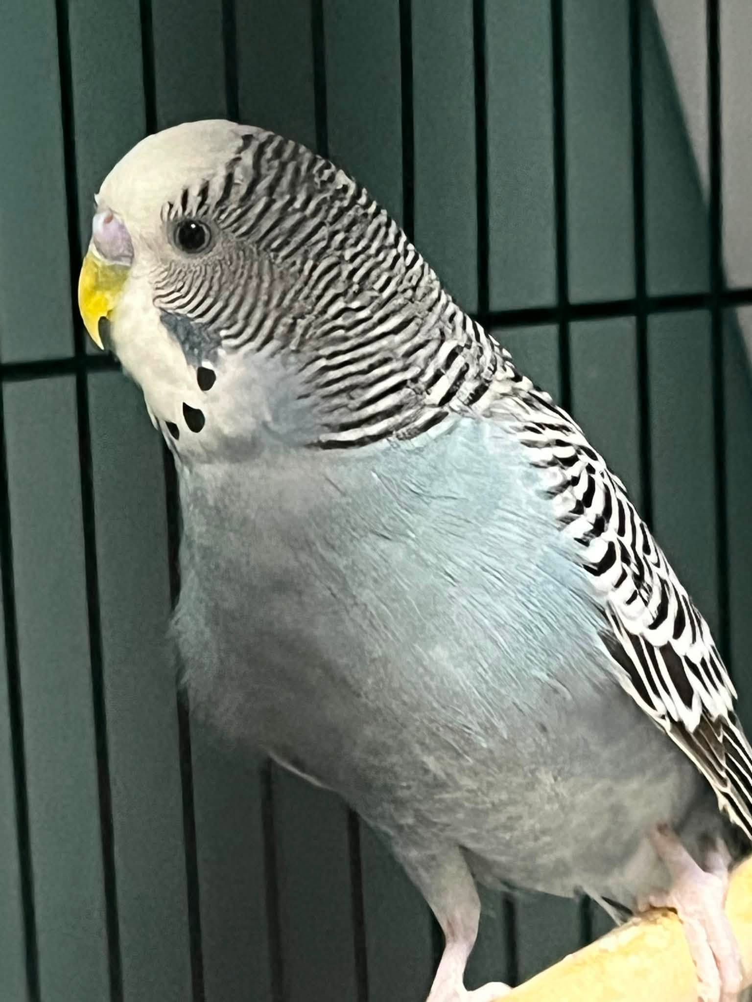 Budgie open beak heat stress UK cage 