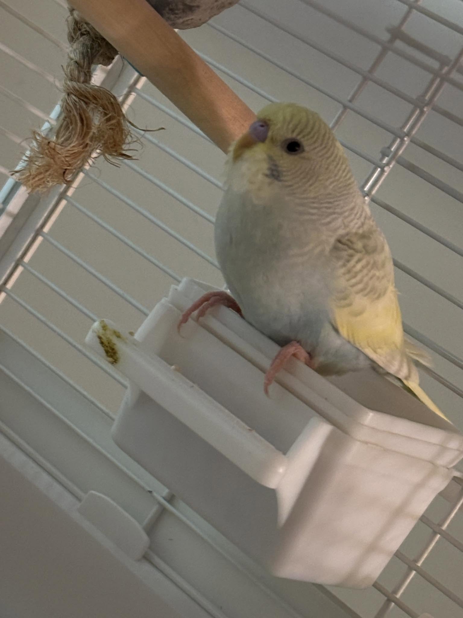 Budgie overheating wings out open beak summer UK