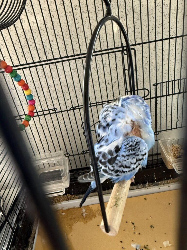 Budgie owner closely examining bald patch on top of budgie head UK