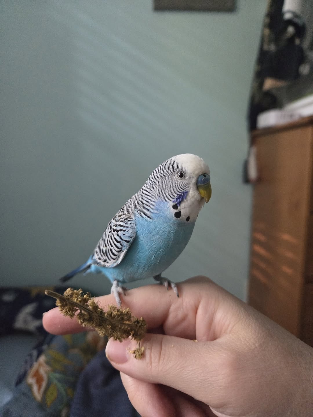 Budgie owner honest conversation Paradise Pets Swindon