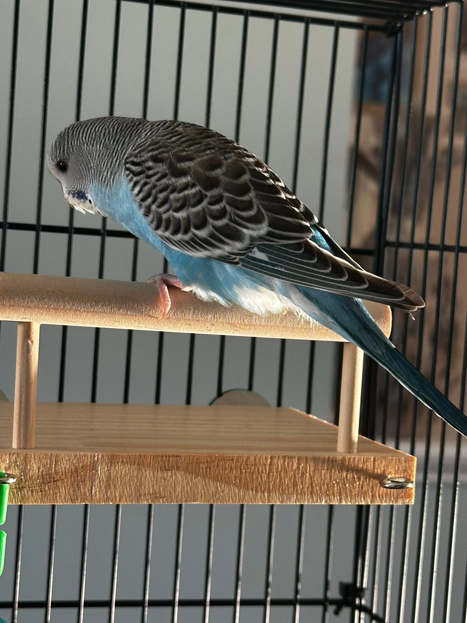 Budgie pair calm settled cage UK healthcare shift worker