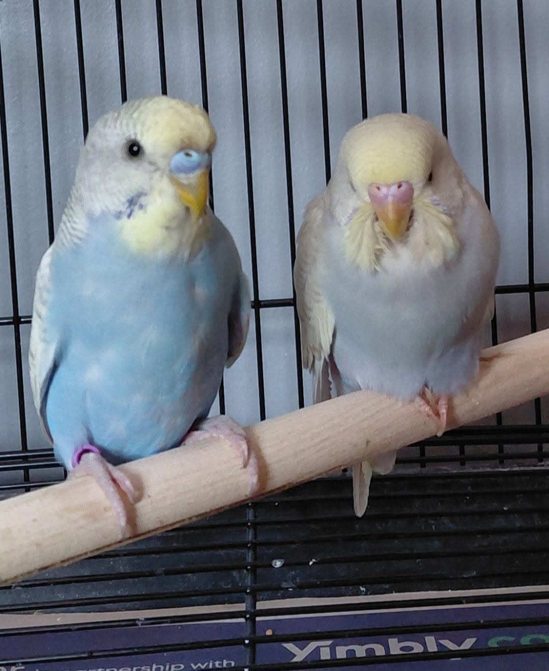 Budgie pair family home living room UK 