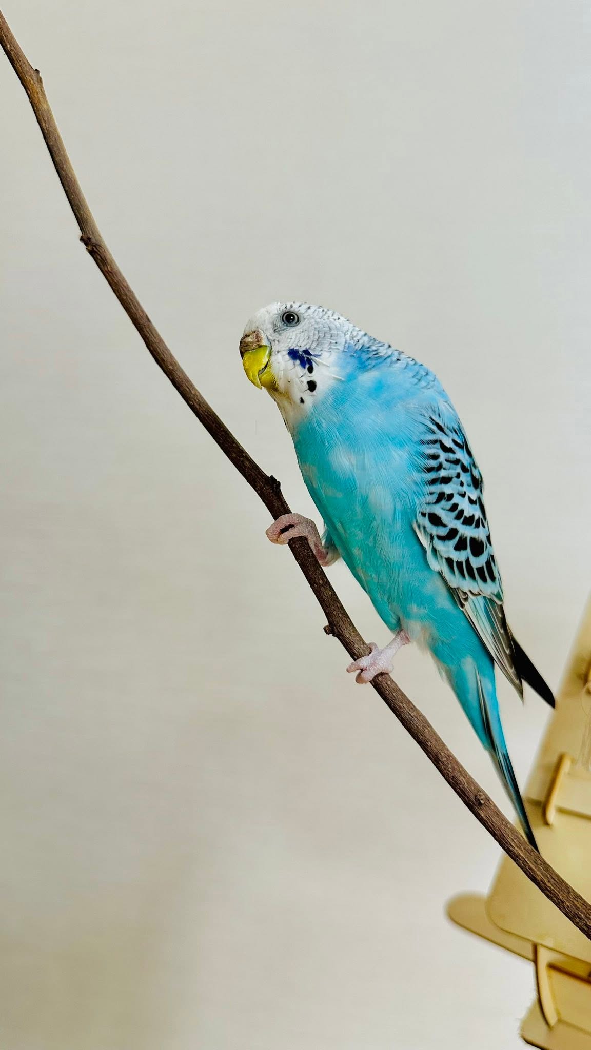Budgie panting open beak heat stress UK heatwave 2026