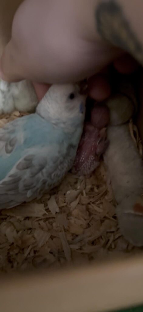 Budgie preening owner finger UK