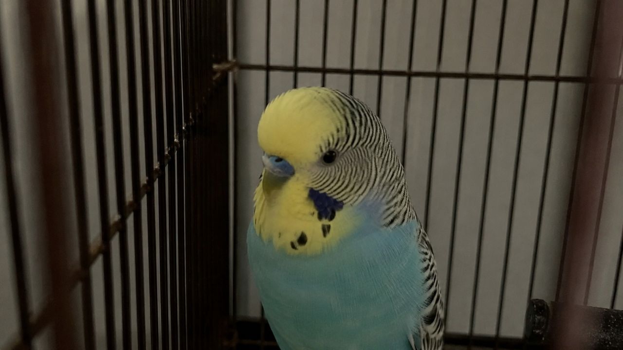 Budgie scared far end of cage UK owner