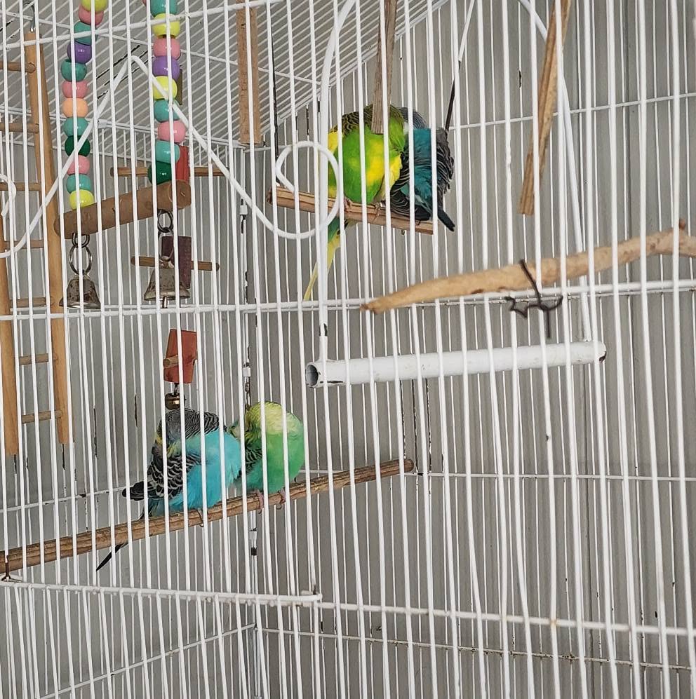 Budgie seed only diet inadequate UK