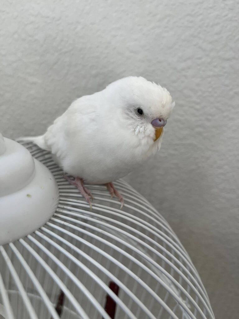 Budgie showing early illness signs sitting fluffed and quiet