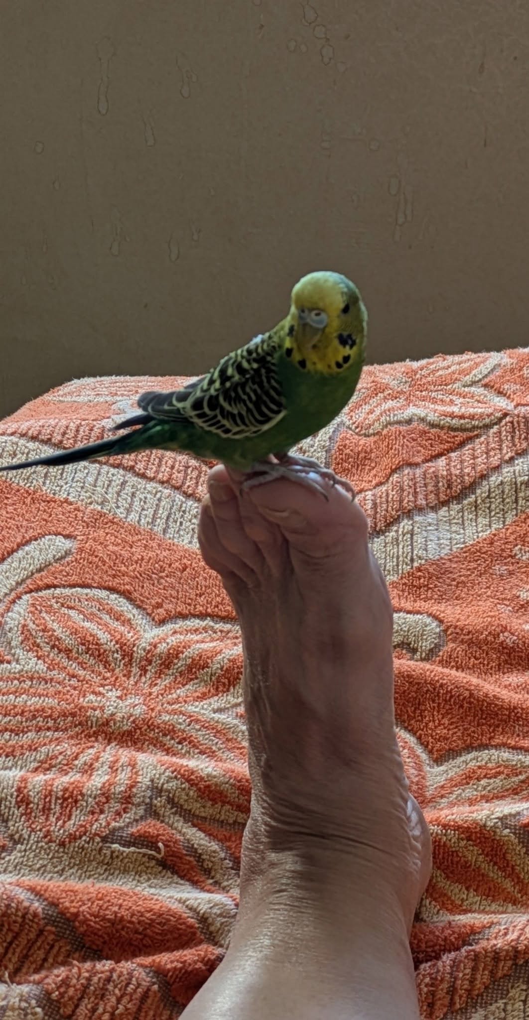 Budgie shreddable foraging toys enrichment