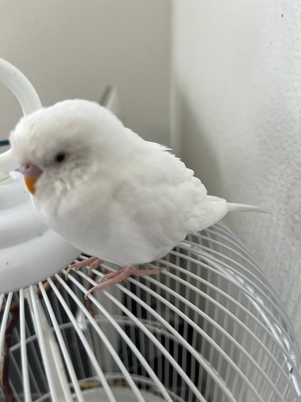 Budgie sitting cage floor fluffed unwell UK 