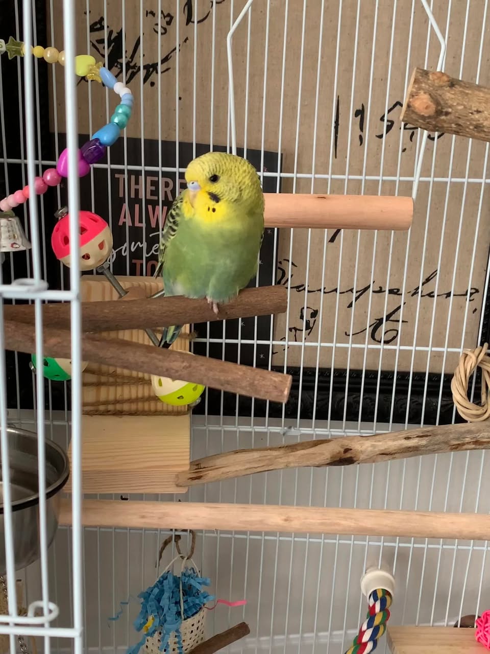 Budgie sitting on owner shoulder bonded UK