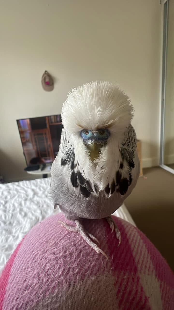 Budgie sneezing dry nostrils low humidity UK