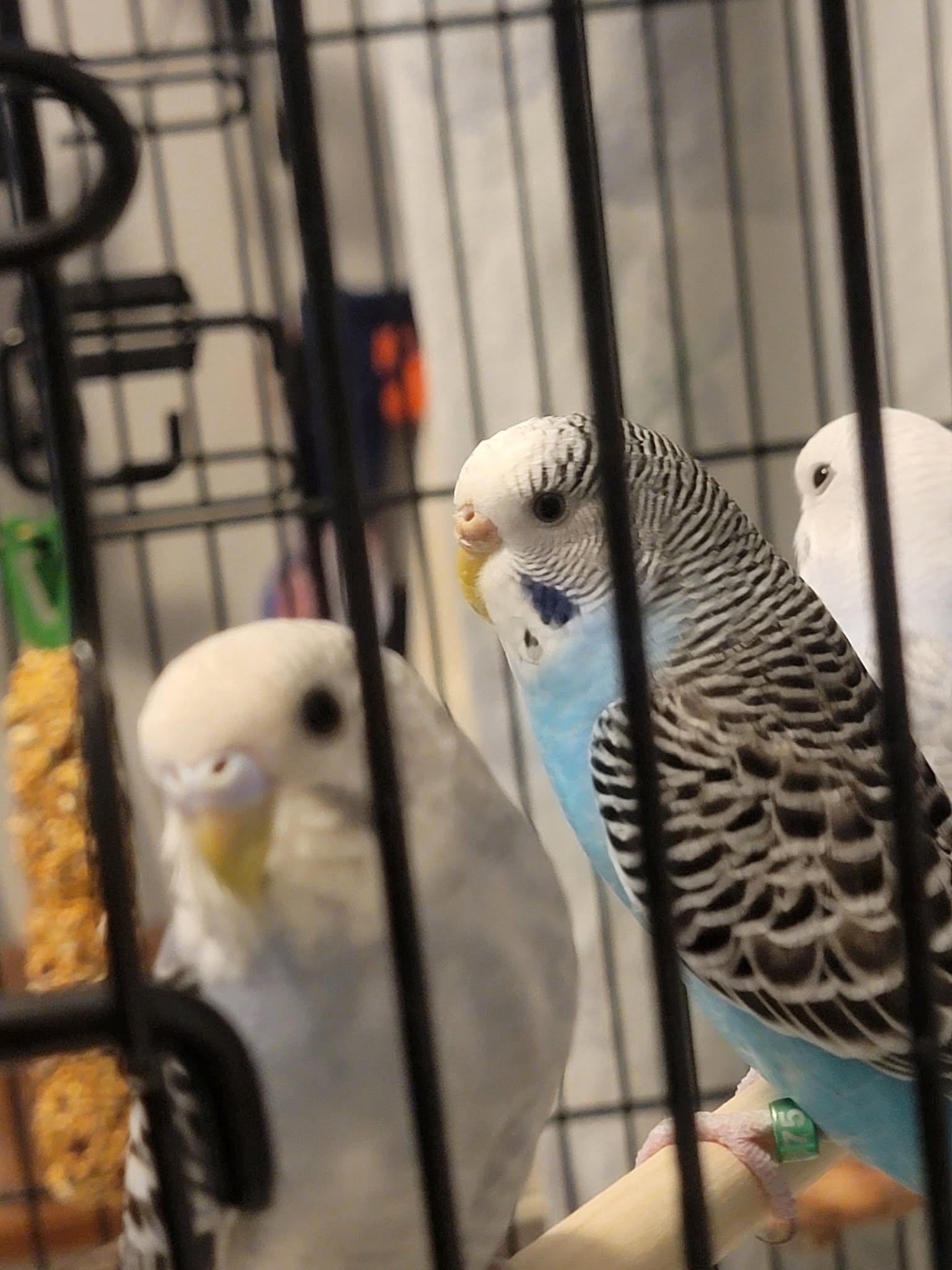 Budgie staring with one eye focused on owner UK 