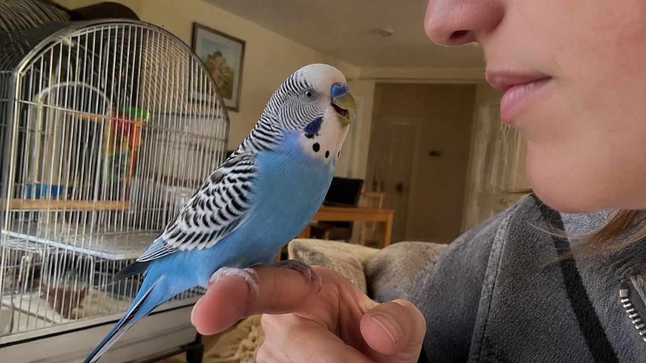 Budgie talking to its owner in UK home