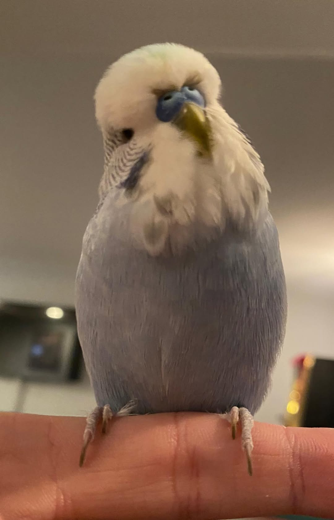 Budgie tilting head staring curiously at owner UK 