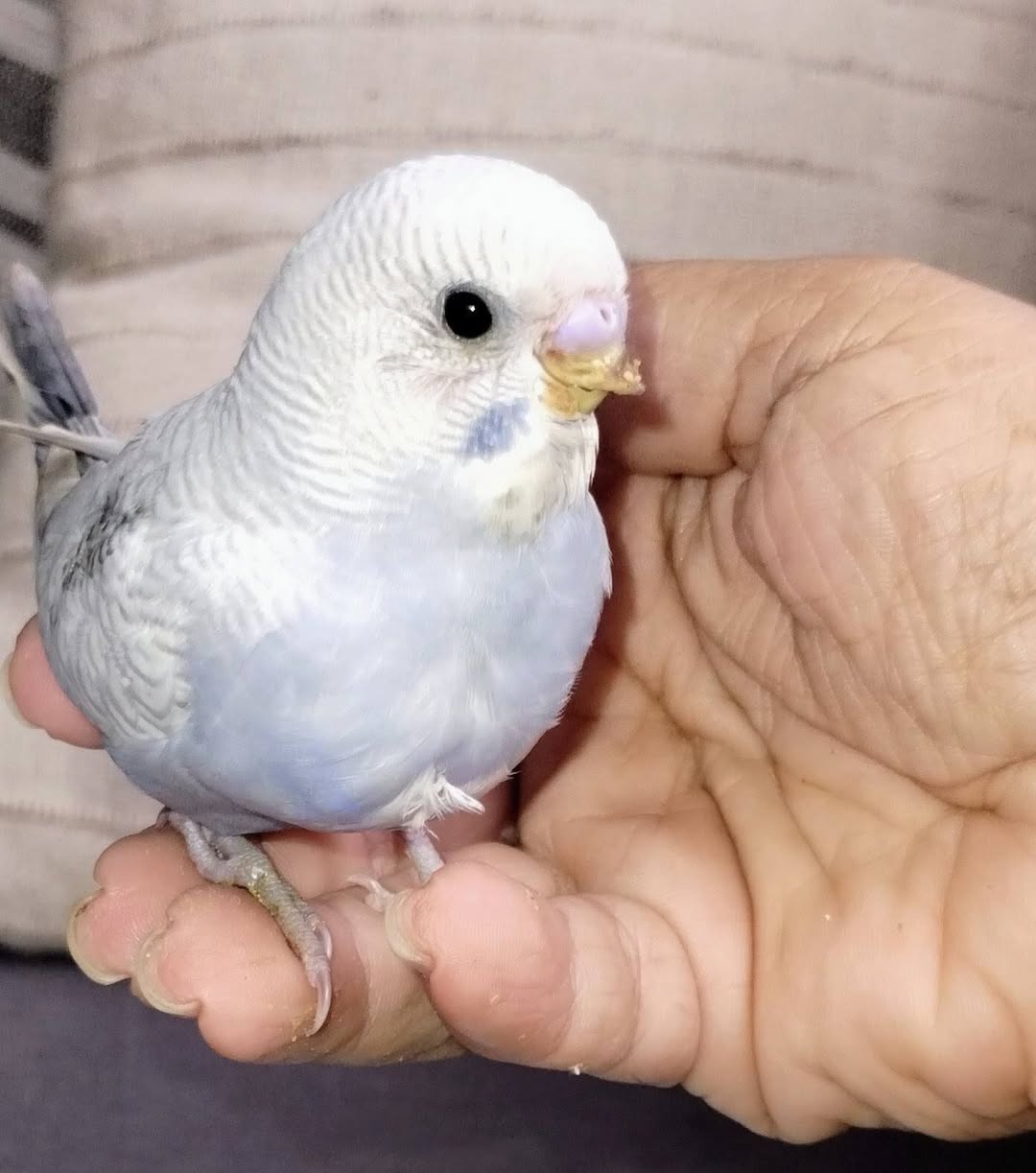 Budgie unknown age rescue UK