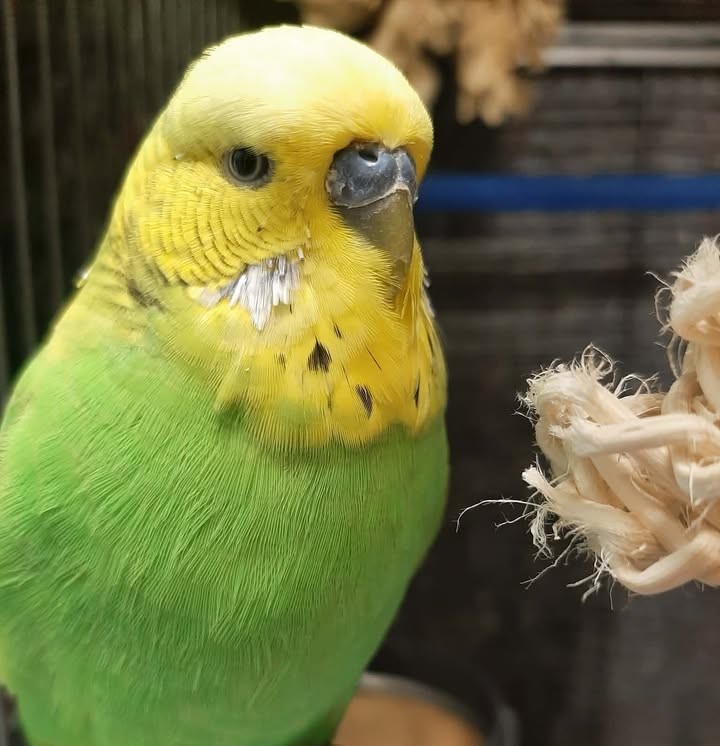 Budgie vet health assessment Swindon UK