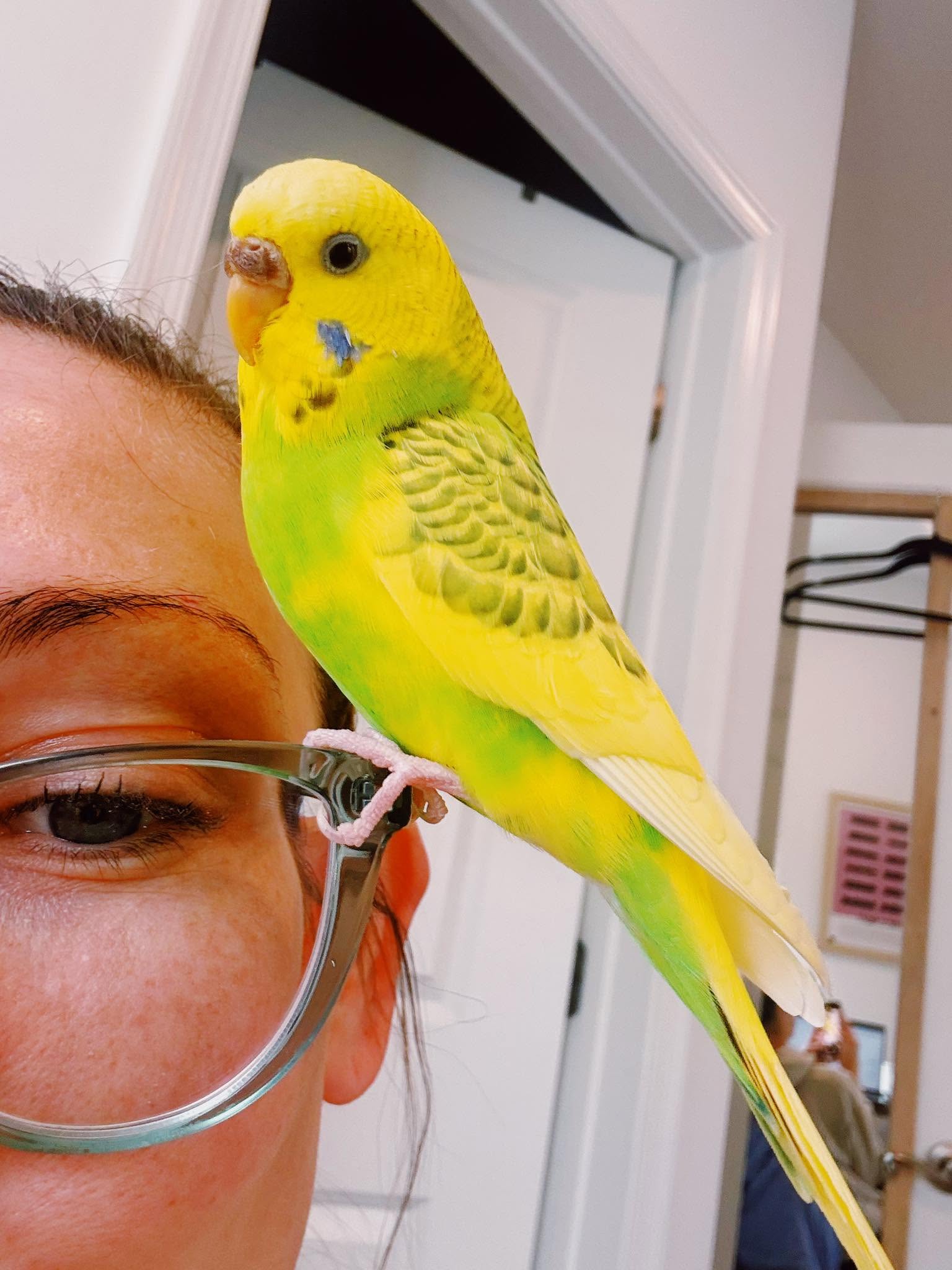  Budgie watching owner from perch bonding UK 