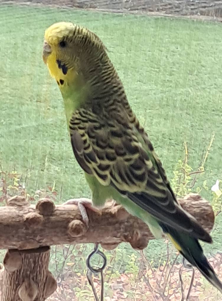 Budgie weight loss keel prominent UK