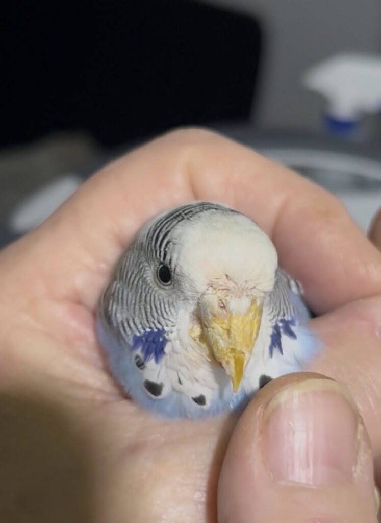 Budgie with early scaly face mite cnemidocoptes around cere and beak