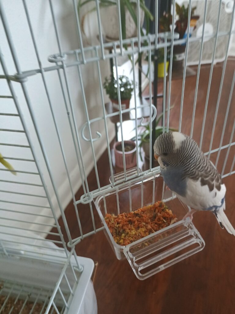 Budgie with fresh food in cage UK 