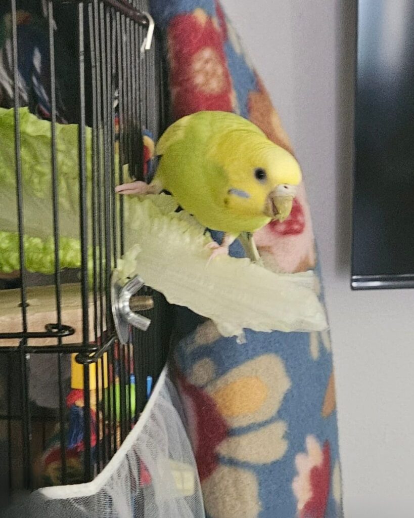 Budgie with fresh lettuce leaf UK